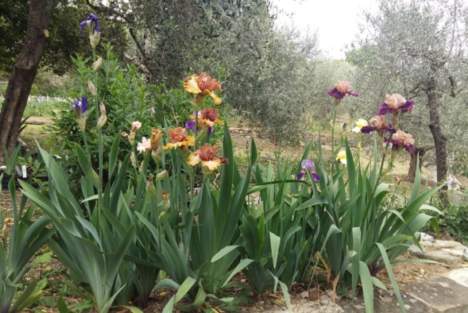 Porte aperte al Giardino dell’Iris con oltre 1500 varietà