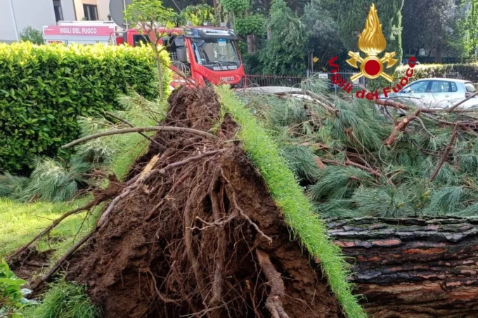 Firenze, ancora un albero caduto in strada: nessun ferito