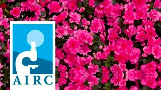 Tornano le azalee di AIRC con l’iniziativa “Il futuro della ricerca”