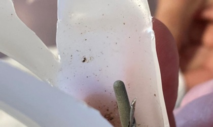 Firenze, bambini si pungono con un ago nel giardino di scuola. I genitori: "Abbiamo presentato un esposto. Non deve accadere"