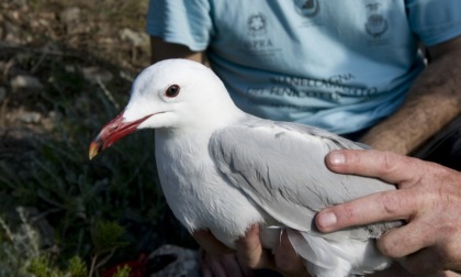 Bio-AT: Scienza e biodiversità protagoniste nell’Arcipelago Toscano