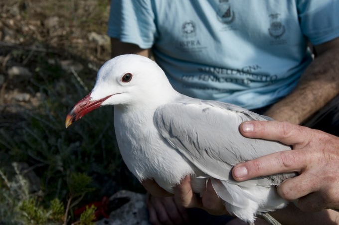 Bio-AT: Scienza e biodiversità protagoniste nell’Arcipelago Toscano
