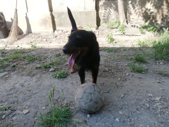 Vacanze, la Polizia in campo contro l’abbandono dei cani