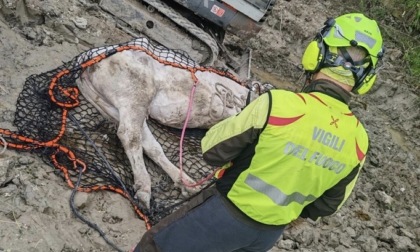 Mucca gravida cade in un calanco sull'Amiata: salvata dai vigili del fuoco