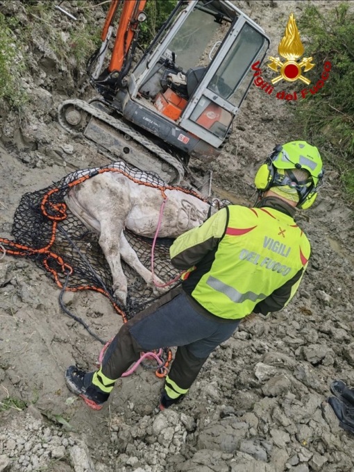 Mucca gravida cade in un calanco sull’Amiata: salvata dai vigili del fuoco
