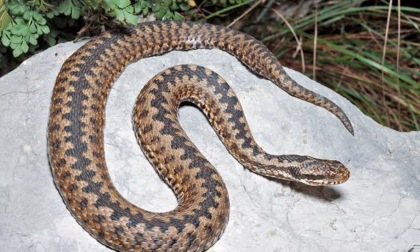 Elba, morso da una vipera: con l’elisoccorso in ospedale