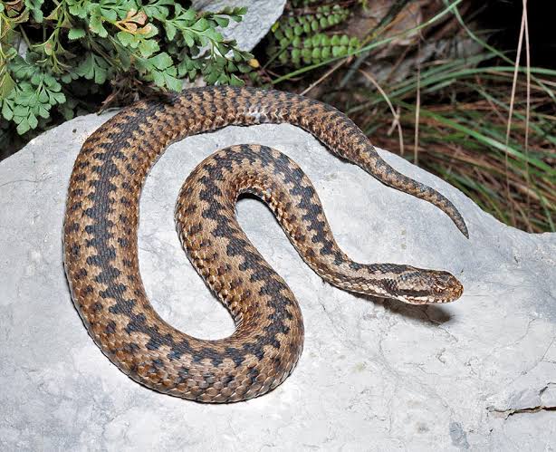 Elba, morso da una vipera: con l’elisoccorso in ospedale
