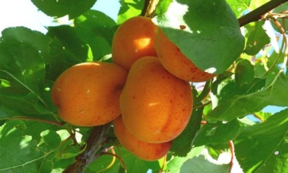 In Toscana spariti 50% alberi da frutto in 10 anni