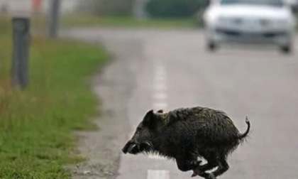 Toscana, incidenti sulle strade: oltre 100 causati da animali selvatici