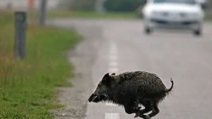 Toscana, incidenti sulle strade: oltre 100 causati da animali selvatici