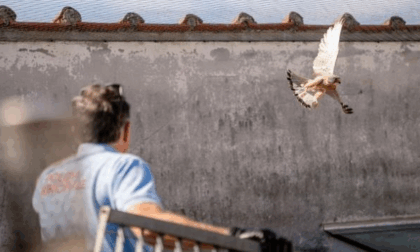 Falchetto in trappola sul tetto del Comune