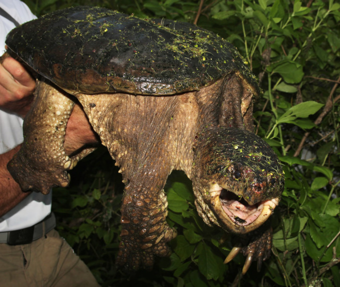 Tartaruga azzannatrice in strada a Empoli, affidata a Wwf