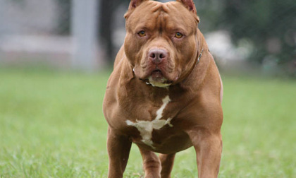 Nonna e nipote di 2 anni assalite da un pitbull