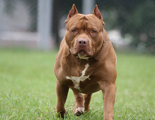 Nonna e nipote di 2 anni assalite da un pitbull