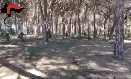 Blitz antidroga nei boschi in Maremma, sei arresti