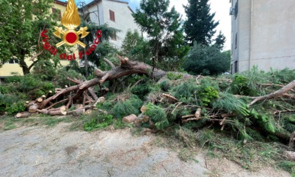 Firenze, crolla un grosso pino: auto danneggiata, nessun ferito