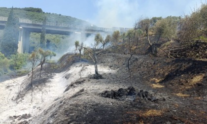 Massarosa, tornano le fiamme: incendio nella stessa zona del rogo del 2022. Chiusa la Bretella