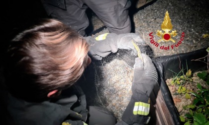 Montespertoli, due biacchi intrappolati in una rete da giardino: liberati dai vigili del fuoco