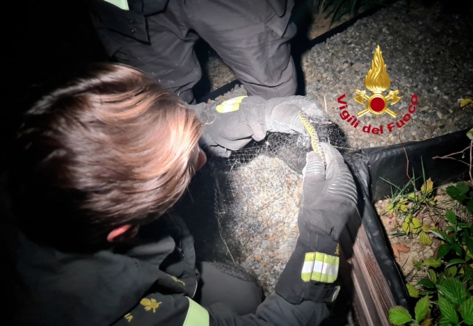 Montespertoli, due biacchi intrappolati in una rete da giardino: liberati dai vigili del fuoco
