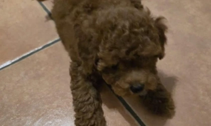 Milo, il cane rapito da ladri senza cuore