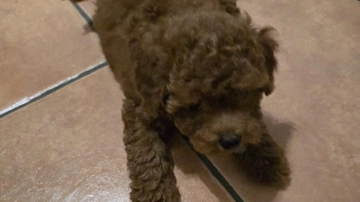 Milo, il cane rapito da ladri senza cuore