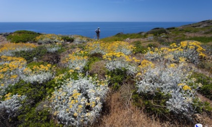 Giannutri, dopo la sentenza del Tar il Parco nazionale conferma il divieto di api gestite sull’isola