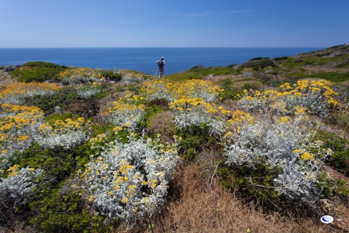Giannutri, dopo la sentenza del Tar il Parco nazionale conferma il divieto di api gestite sull’isola