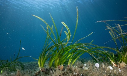 Giglio, rifiorisce la Posidonia: il mare come nuova frontiera della tutela ambientale