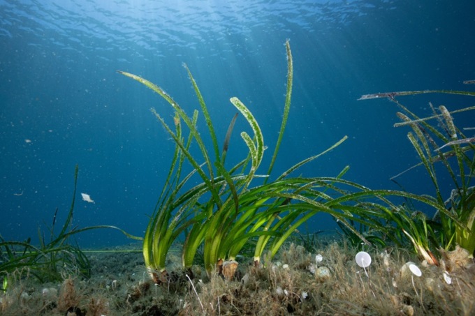 Giglio, rifiorisce la Posidonia: il mare come nuova frontiera della tutela ambientale