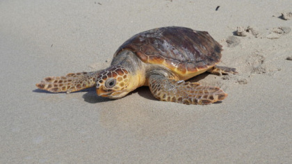 San Vincenzo, due nidi di Caretta Caretta in 48 ore