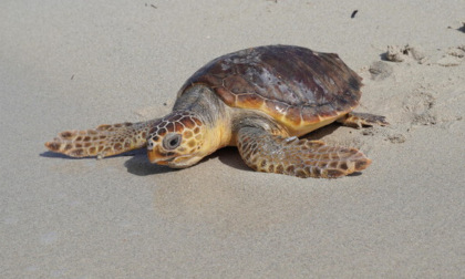 San Vincenzo, due nidi di Caretta Caretta in 48 ore