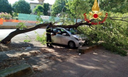 Firenze, grosso ramo crolla su Viale Gramsci