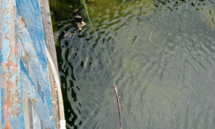 Prato, controlli sul Bisenzio: sanzioni e sequestri contro la pesca illegale