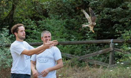 Rapaci diurni tornano in natura. La liberazione nell'oasi protetta