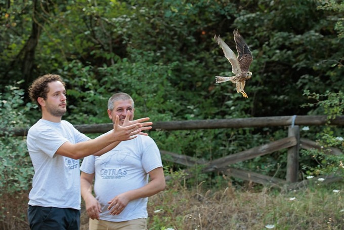 Rapaci diurni tornano in natura. La liberazione nell’oasi protetta