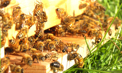 Il caro carburante mette a rischio la transumanza delle api