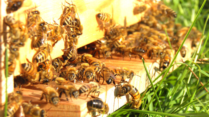 Il caro carburante mette a rischio la transumanza delle api