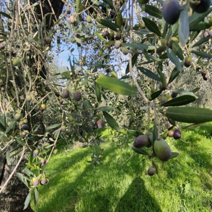 Olivicoltura in crisi nel pistoiese: raccolto ai minimi storici nel 2025