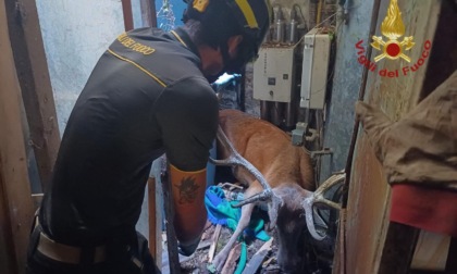 Camaldoli: cervo cade in un locale e viene salvato dai vigili del fuoco
