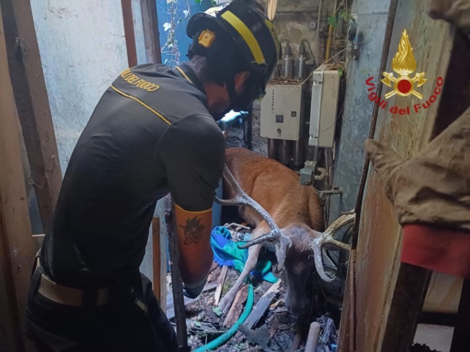 Camaldoli: cervo cade in un locale e viene salvato dai vigili del fuoco