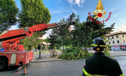 Ramo di albero cade su una passante in piazza Acciaioli