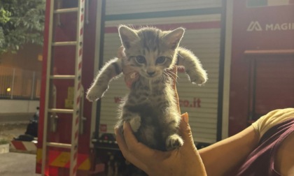 La gattina Oscar, "adottata" dopo il salvataggio