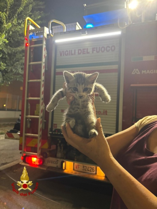 La gattina Oscar, “adottata” dopo il salvataggio