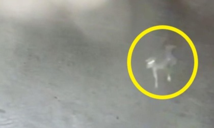 Versilia, gatto sbranato da lupo vicino alle case