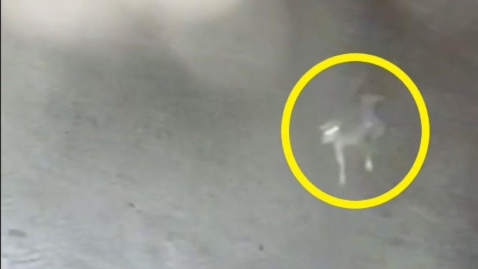 Versilia, gatto sbranato da lupo vicino alle case