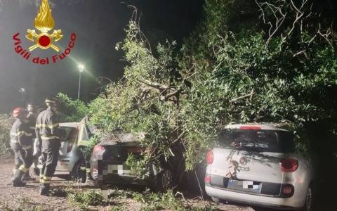 Volterra, albero cade sulle auto parcheggiate