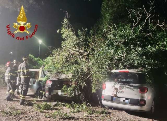 Volterra, albero cade sulle auto parcheggiate