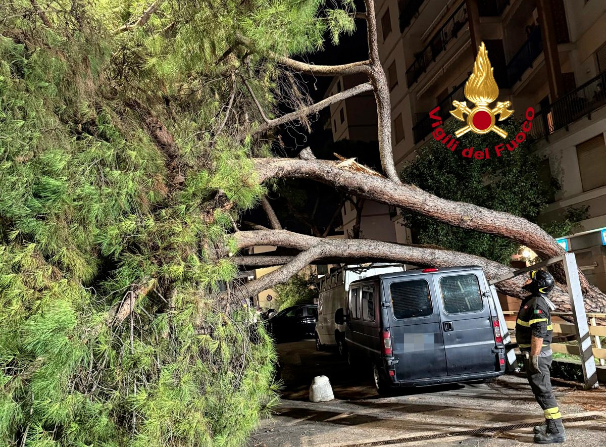 Maltempo a Firenze, un pino cade su un furgone parcheggiato