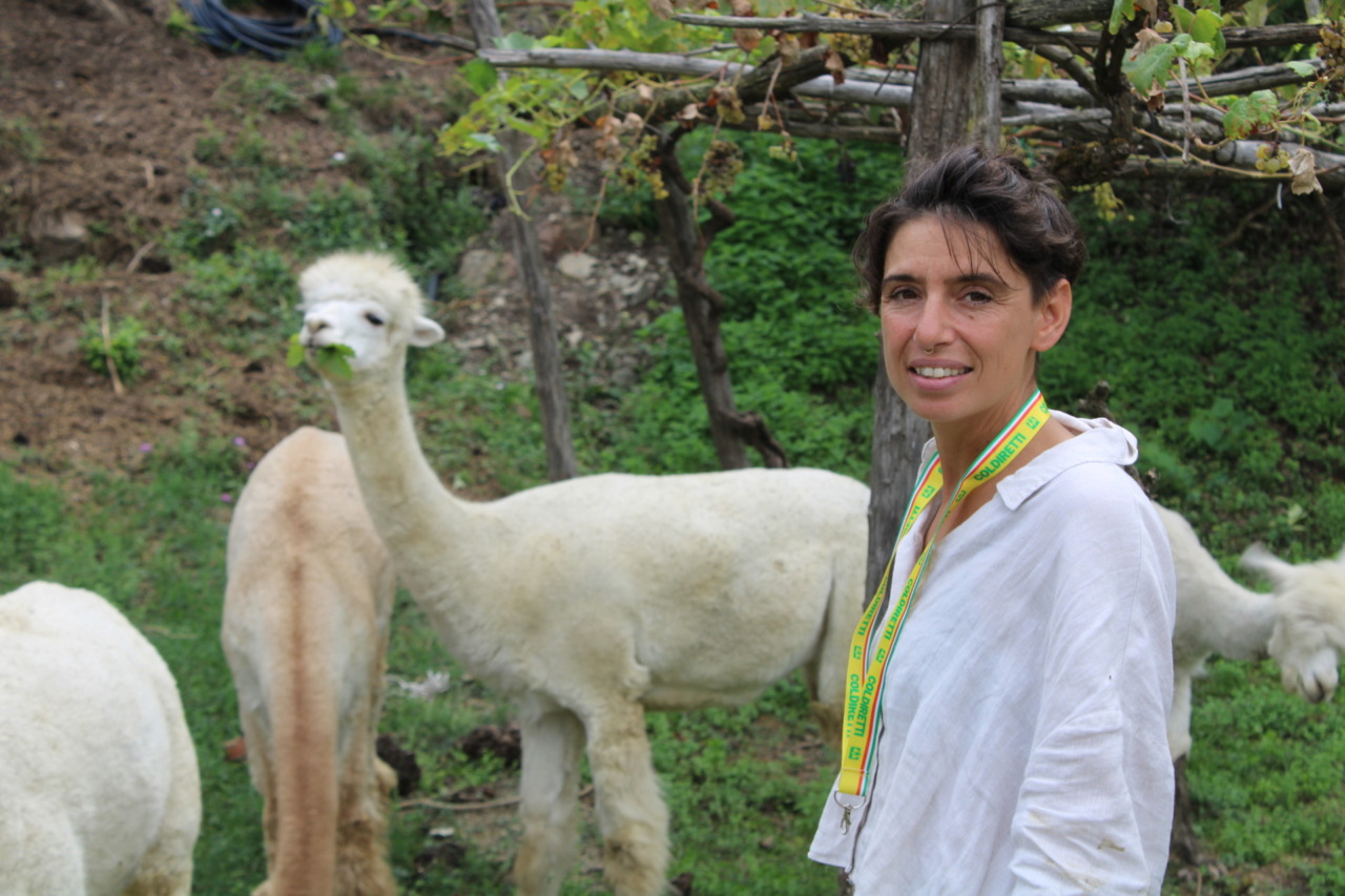 Boom di alpaca in Toscana: dall’alta moda al turismo, i camelidi conquistano le campagne