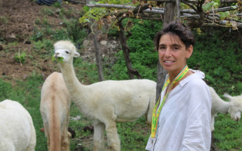 Boom di alpaca in Toscana: dall’alta moda al turismo, i camelidi conquistano le campagne